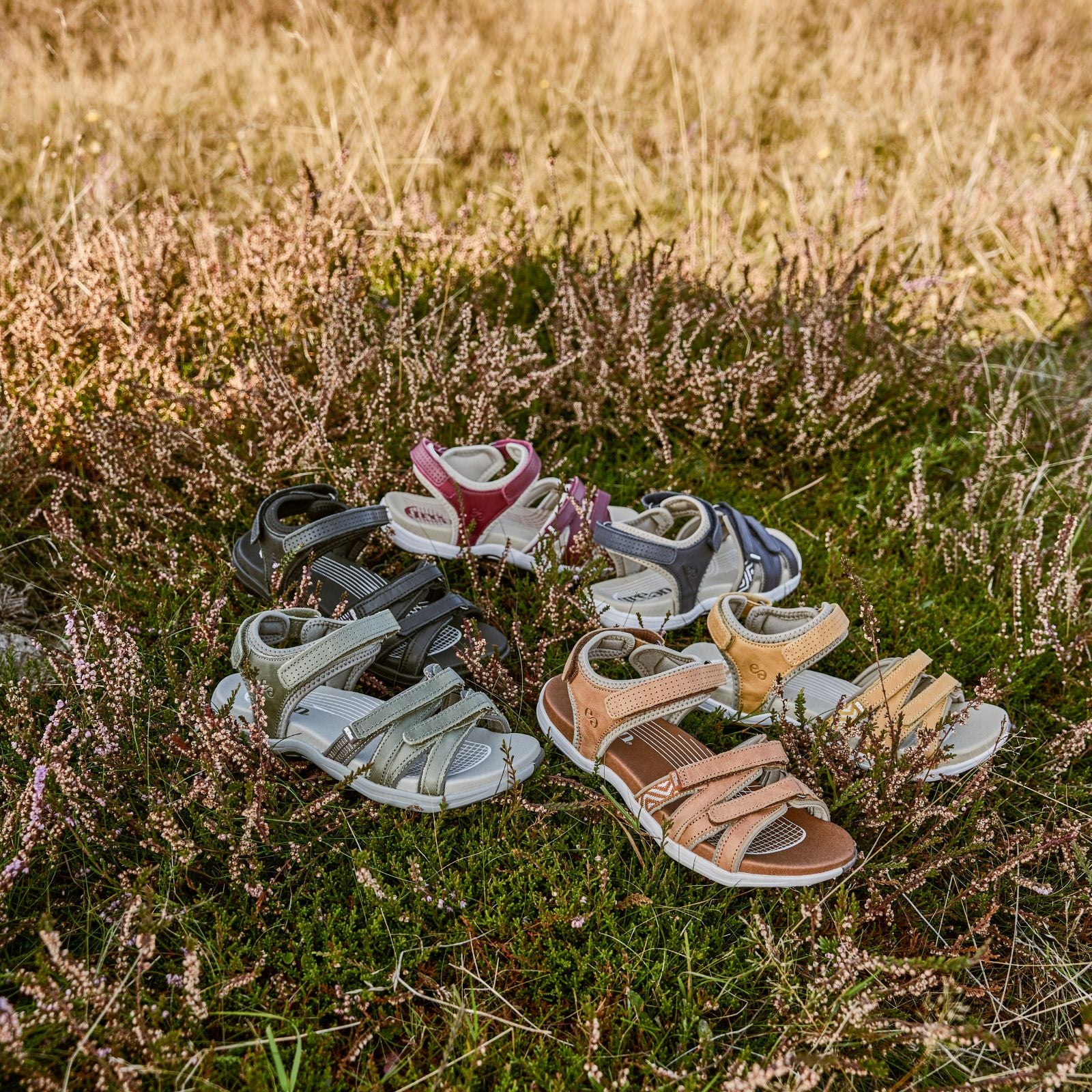 CORSICA CAIA - OLIVE